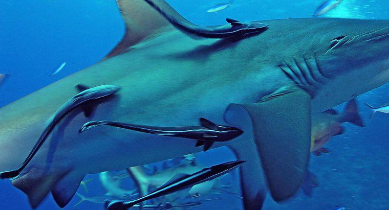 Was ist die Symbiose zwischen Remoras und Haien?