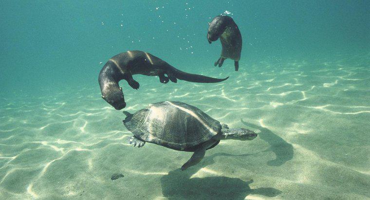 Wie kommunizieren Tiere unter Wasser?