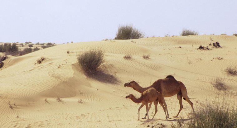 Wie haben sich Kamele an das Leben in einer Sandwüste angepasst?