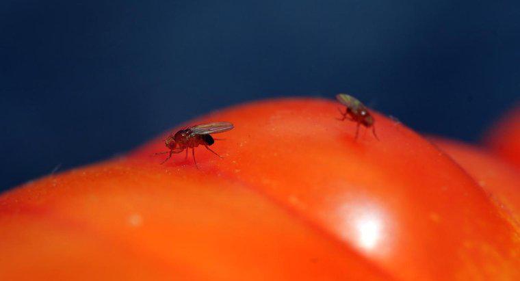 Bringen selbstgemachte Fruchtfliegenfallen mehr Fruchtfliegen in Ihr Haus?