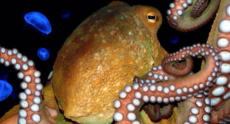 Was ist ein Oktopus-Stamm?