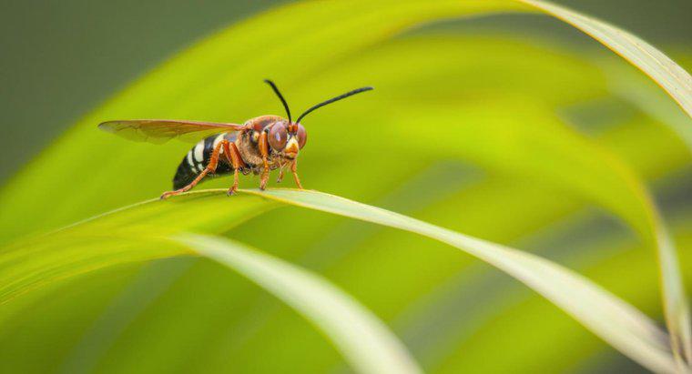 Was sind einige Fakten über Wespen?