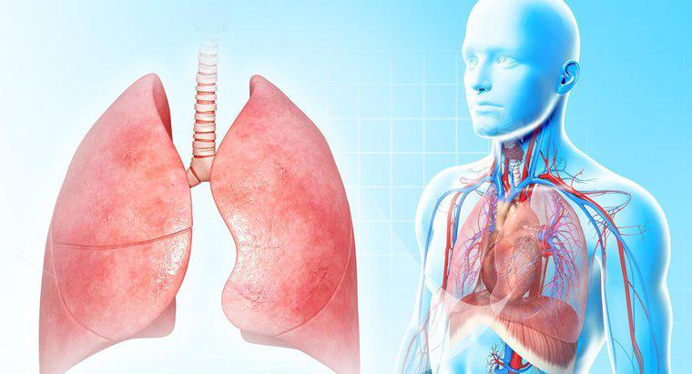 Warum ist die Lunge so wichtig?