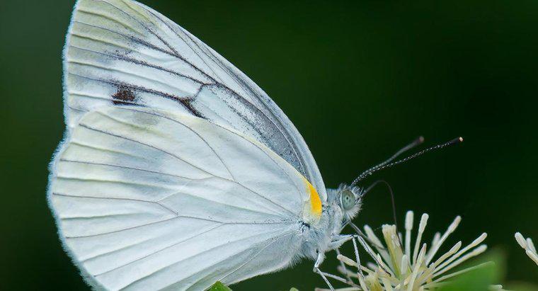 Was symbolisiert ein weißer Schmetterling?