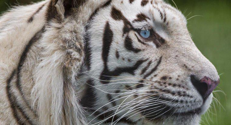 Was ist das Nahrungsnetz des Weißen Tigers?