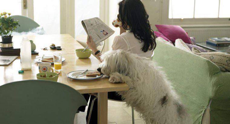 Welche Arten von Tischfutter können Hunde essen?