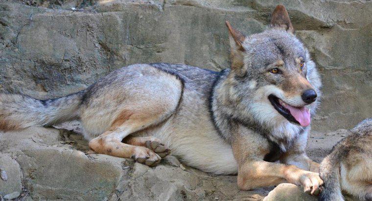 Was ist der natürliche Lebensraum eines grauen Wolfes?