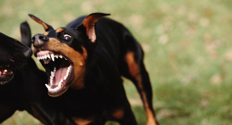 Wer sind die 10 aggressivsten Hunde?
