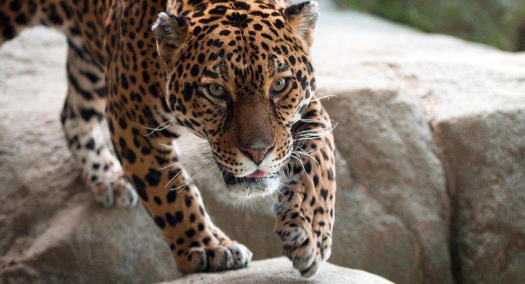 Wo leben Jaguare?