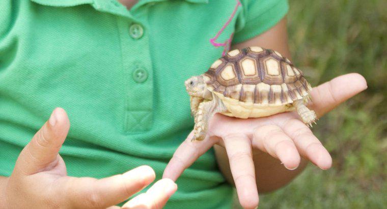 Was ist das beste Futter für eine Haustierschildkröte?