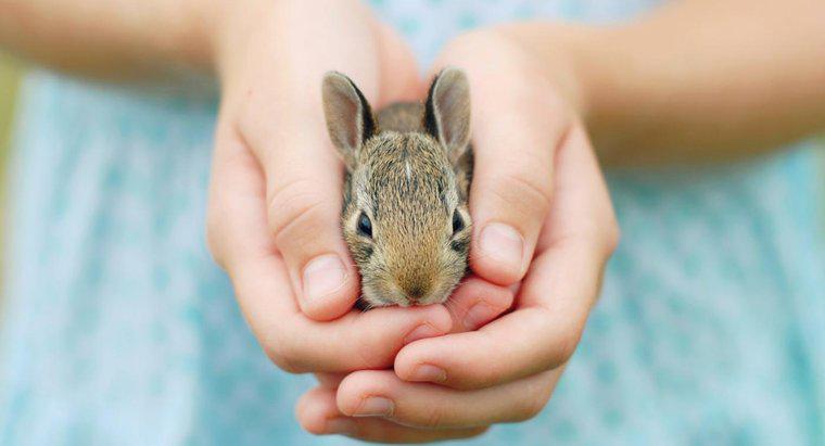 Welche Fakten über Kaninchen sind für Kinder geeignet?