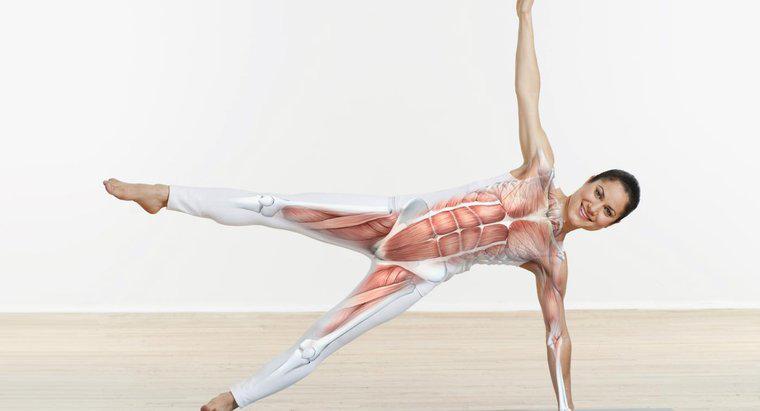 Was sind die wichtigsten Muskeln im Körper?