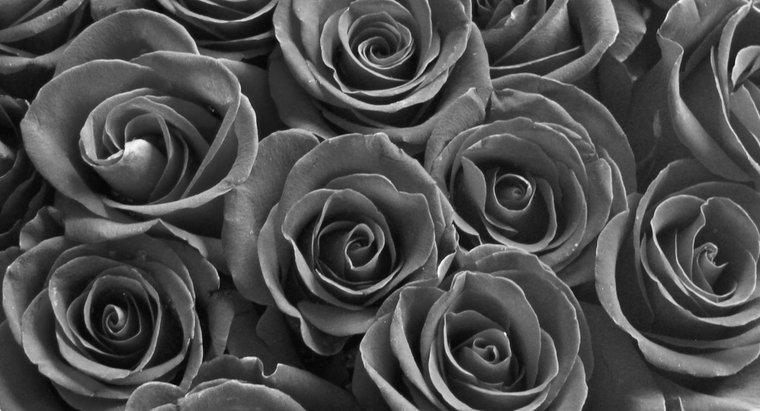 Wie werden schwarze Rosen hergestellt?