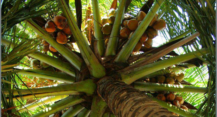 Wie verteilen sich Kokosnusskerne?