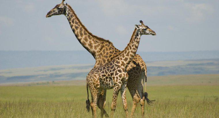 Warum schlafen Giraffen so wenig?
