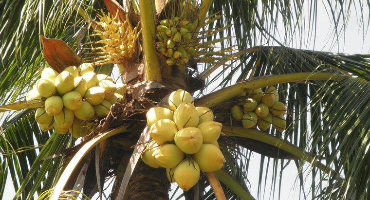 Welche Tiere fressen Kokosnüsse?