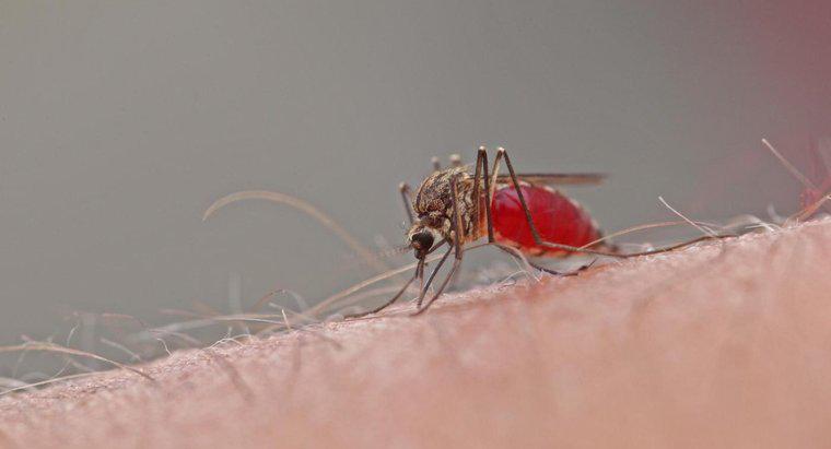 Wie lange dauern Mückenstiche?