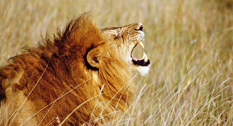 Wie laut ist das Brüllen eines Löwen?