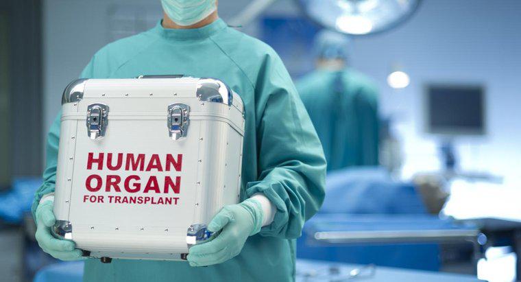 Wann wurde die Herztransplantation erfunden?