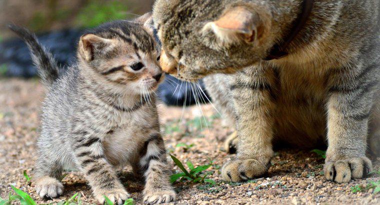 Wie trennt man Kätzchen von einer Mutterkatze zur Adoption?