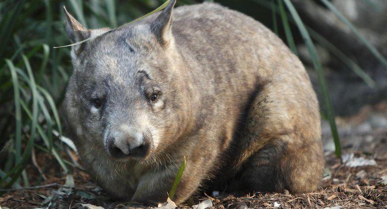 Was essen Wombats?