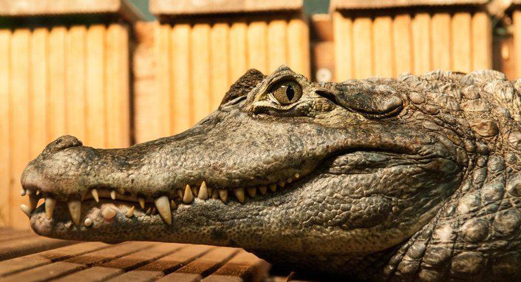 Was sind die Anpassungen eines Krokodils?