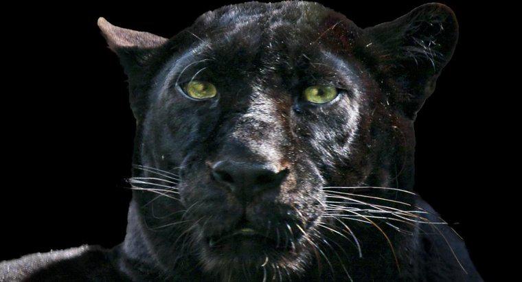 Wie schützt sich ein Black Panther?