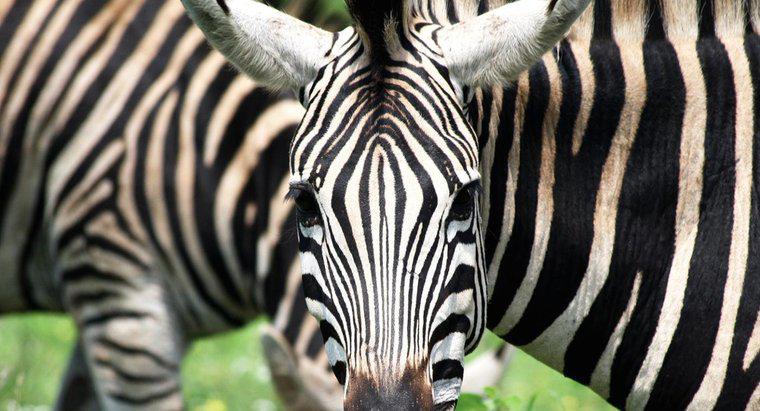 Wie viele Streifen hat ein Zebra?