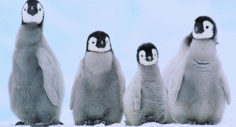 Wie heißen Baby-Pinguine?