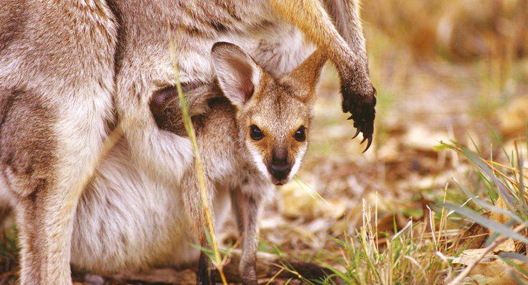 Wie heißt ein Känguru-Beutel?