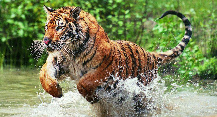 Warum sind Bengal Tigers vom Aussterben bedroht?