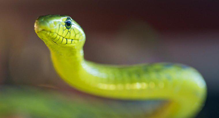 Was ist eine grüne Mamba-Schlange?