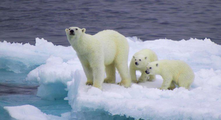 Sind Eisbären das ganze Jahr über weiß?