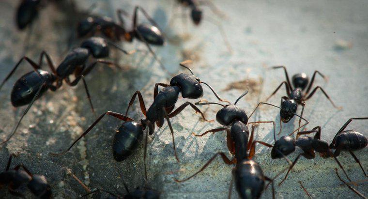 Übertragen Ameisen Krankheiten?