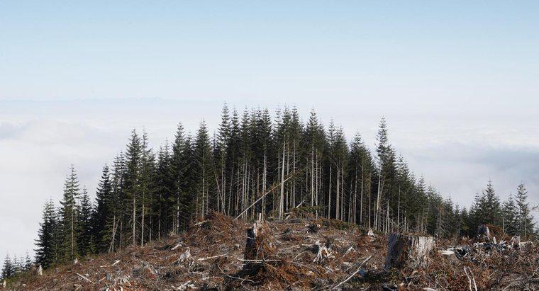Was wird die Zerstörung von Wäldern verursachen?