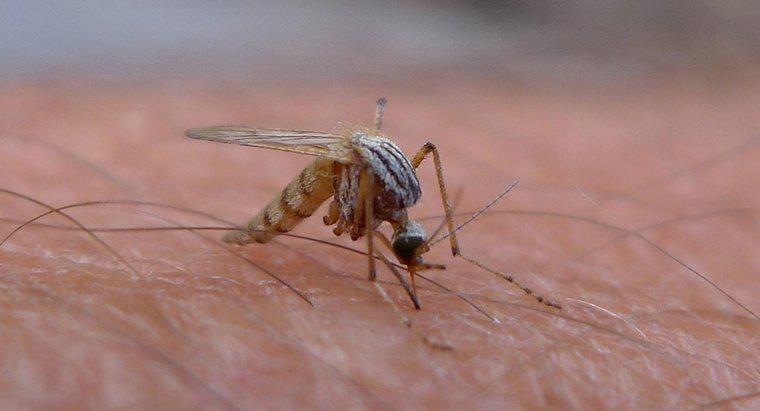 Wie lange leben Mücken in Innenräumen?