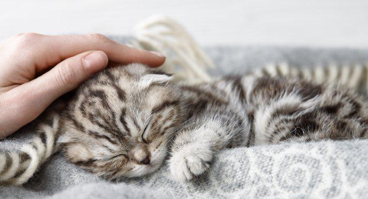 Katzenverhalten erklärt: Warum Katzen kneten