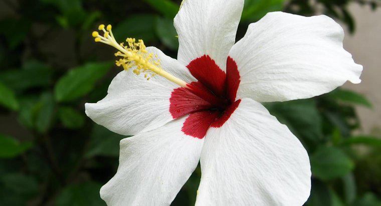 Was sind die Teile einer Guamela-Blume?