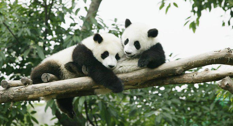 Wo sind die verbleibenden Panda-Lebensräume?