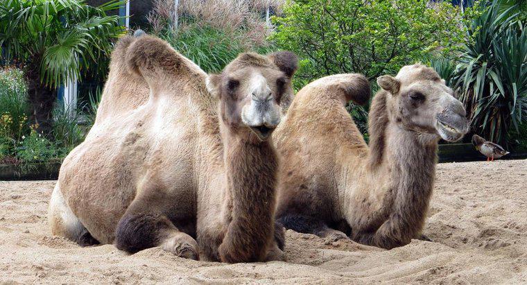 Wie schützen sich Kamele vor Raubtieren?
