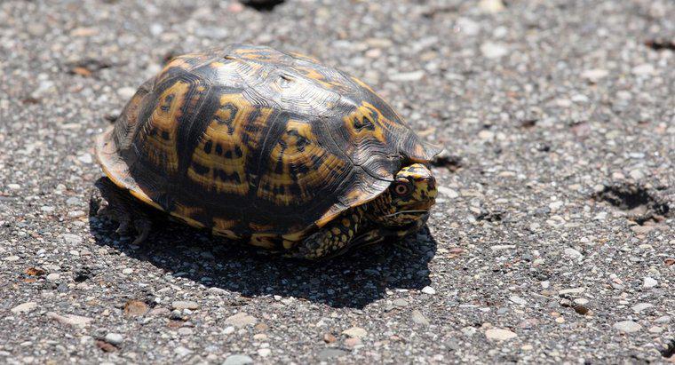 Was sind die langsamsten Tiere der Erde?