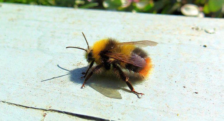 Wie viele Beine hat eine Biene?