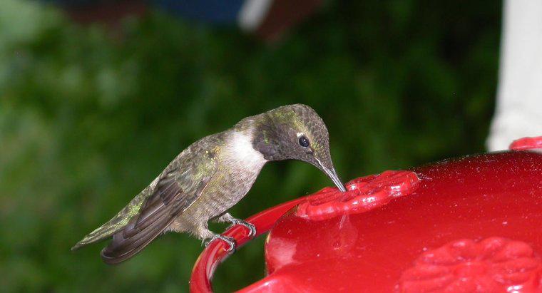Was fressen Kolibris?