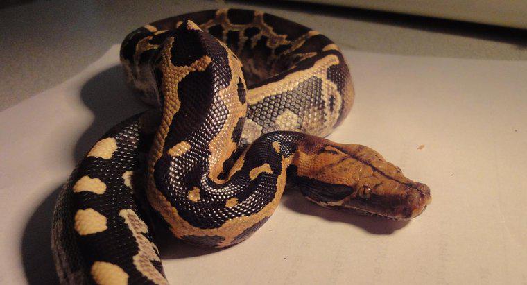 Was essen Pythons als Nahrung?