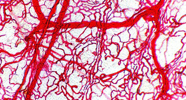 Warum haben Arterien dickere Wände als Venen?