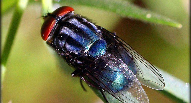 Was verursacht Stubenfliegen?