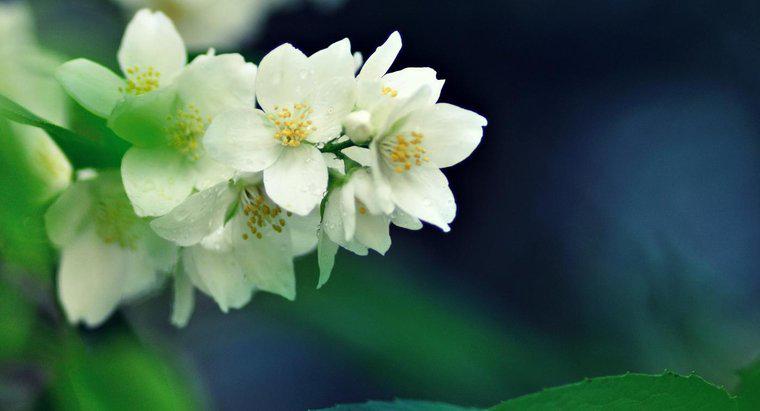 Was ist die am meisten duftende Jasminpflanze?