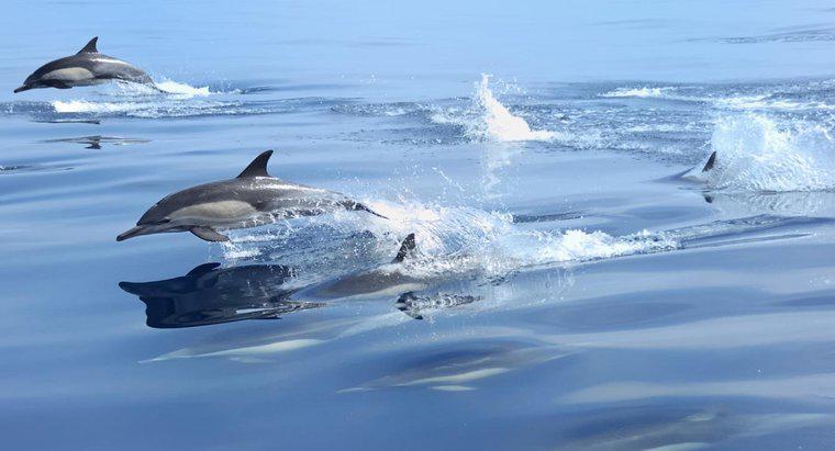 Wie schnell können Delfine schwimmen?