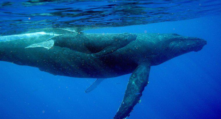 Wie trinken Babywale Milch von ihren Müttern?