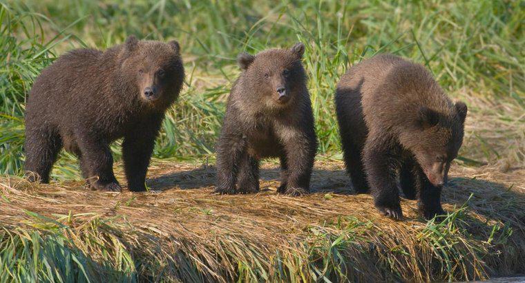Wie nennt man eine Bärengruppe?